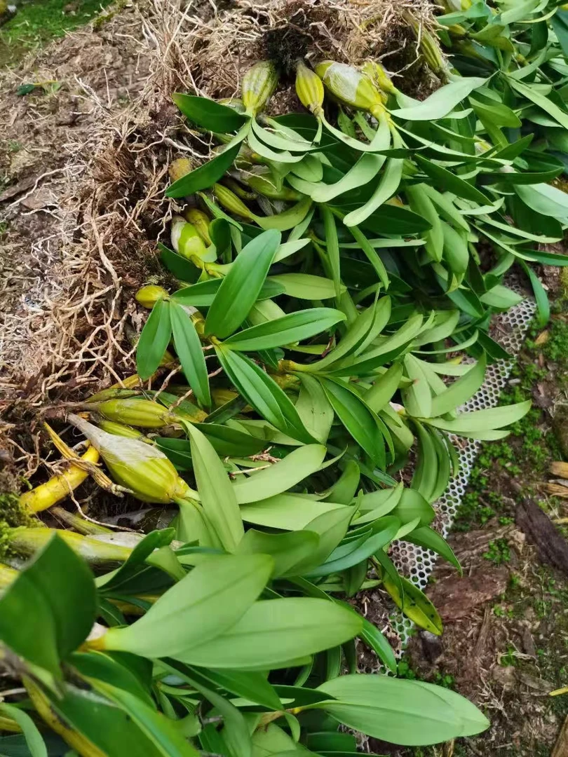 鼓槌石斛 鼓槌兰花花清香漂亮 容易种 活花条都可以食用