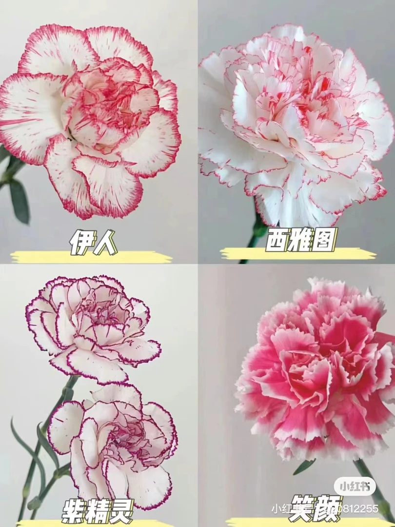 【康乃馨】鲜花 两单顺丰冷链包邮 鲜花发出无法拦截拒收
