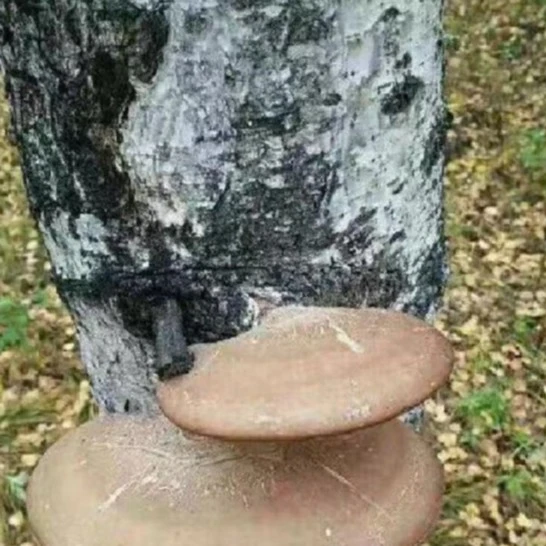 饶河特产野生白灵蘑菇500克包邮