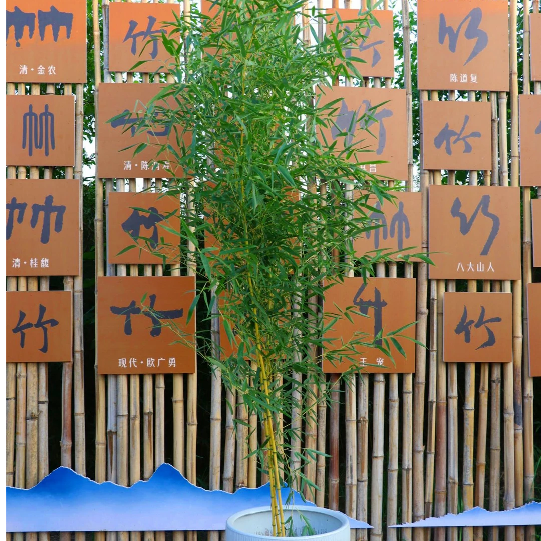 黄金竹四季绿植盆栽观赏绿植风景阳台耐寒竹子全枝全冠