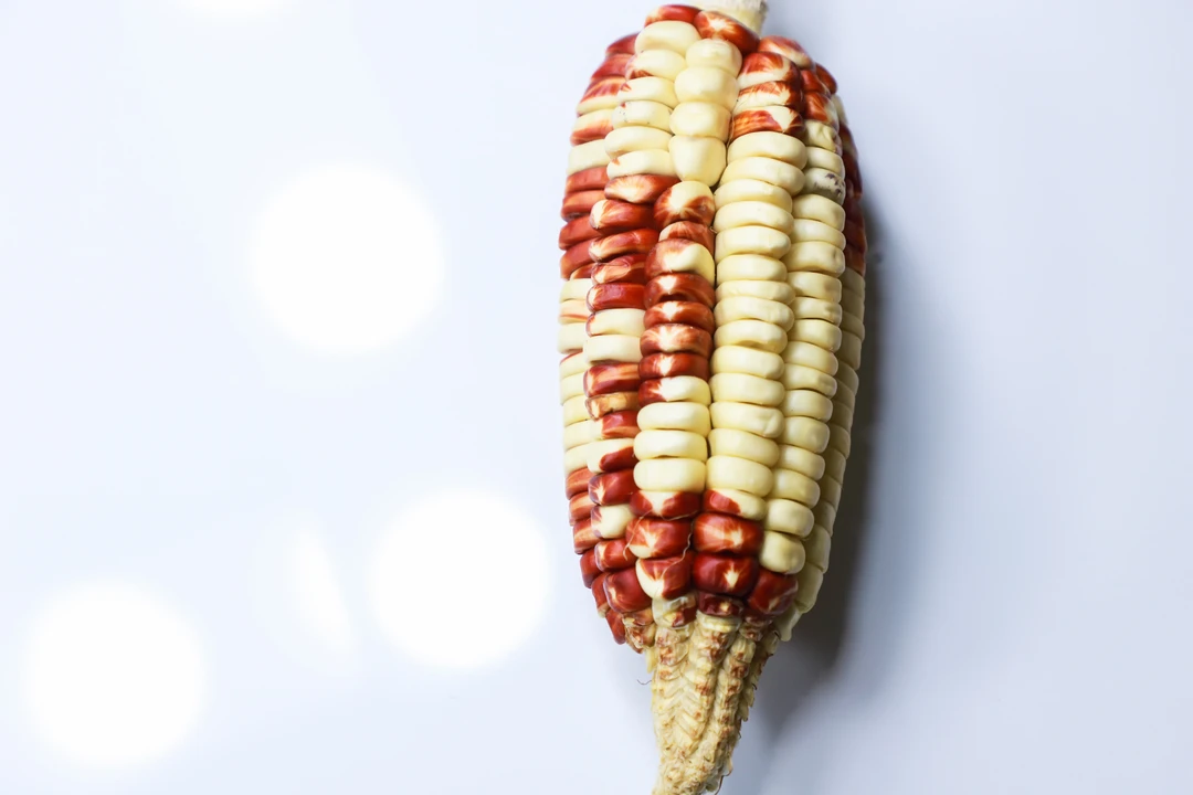 文玩玉米 一物一拍 （仅直播间使用）