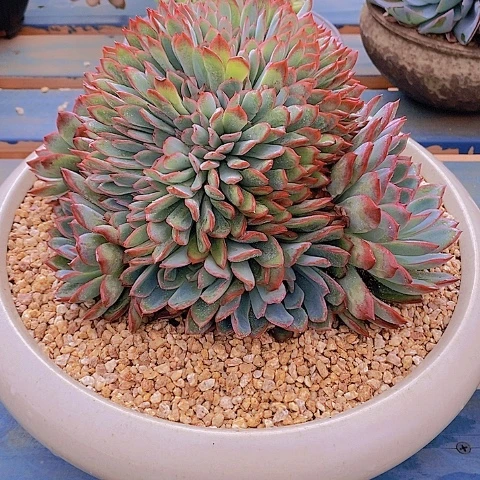 人***行多肉植物保护