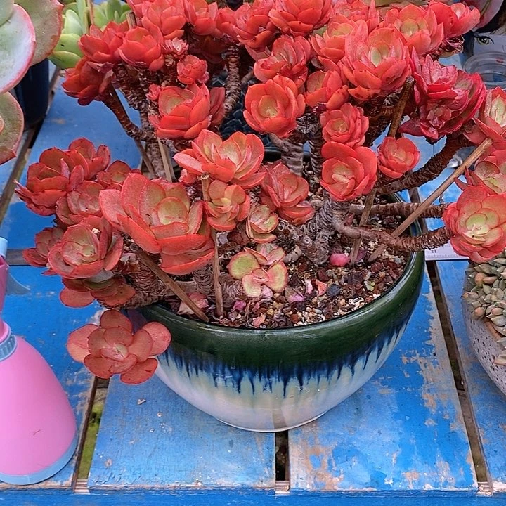 旧*多肉都可以接受