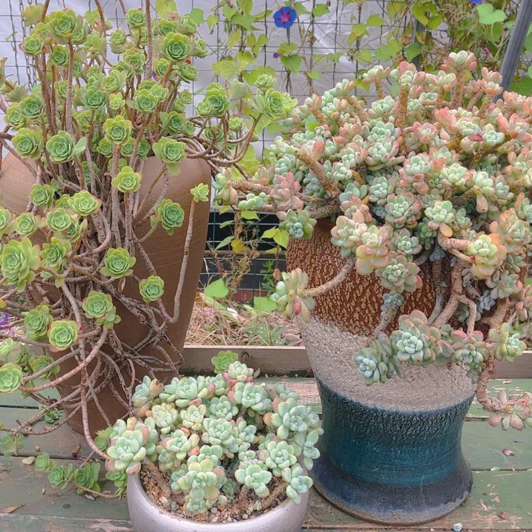 【闪购商品】多头老桩