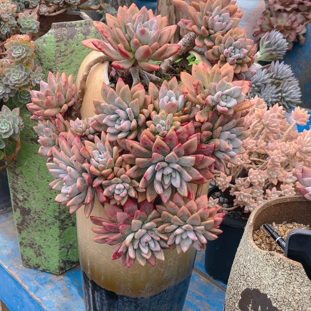 【闪购商品】王*晞多肉老桩