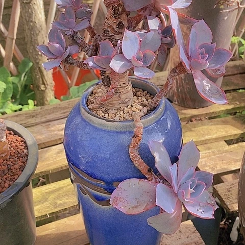 老**忆多肉植物保护研究所