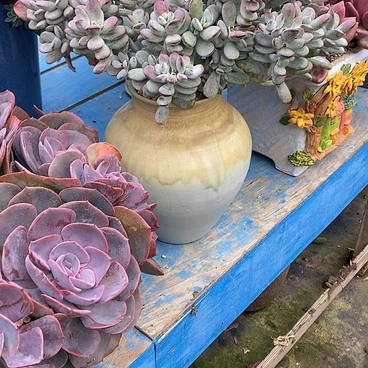 千*多肉植物保护研究所