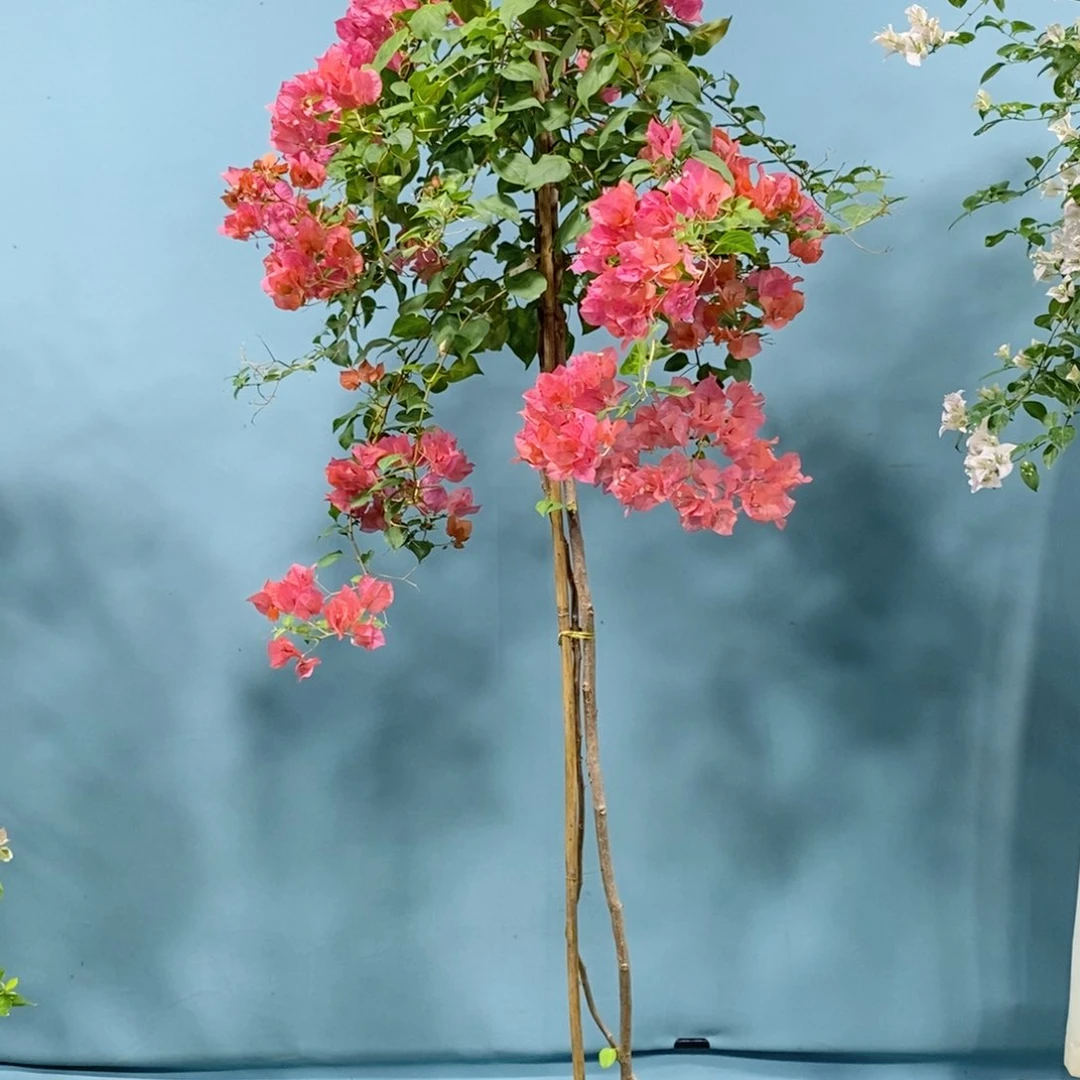 【闪购商品】花卉2157暗夕原盆纸箱顺丰