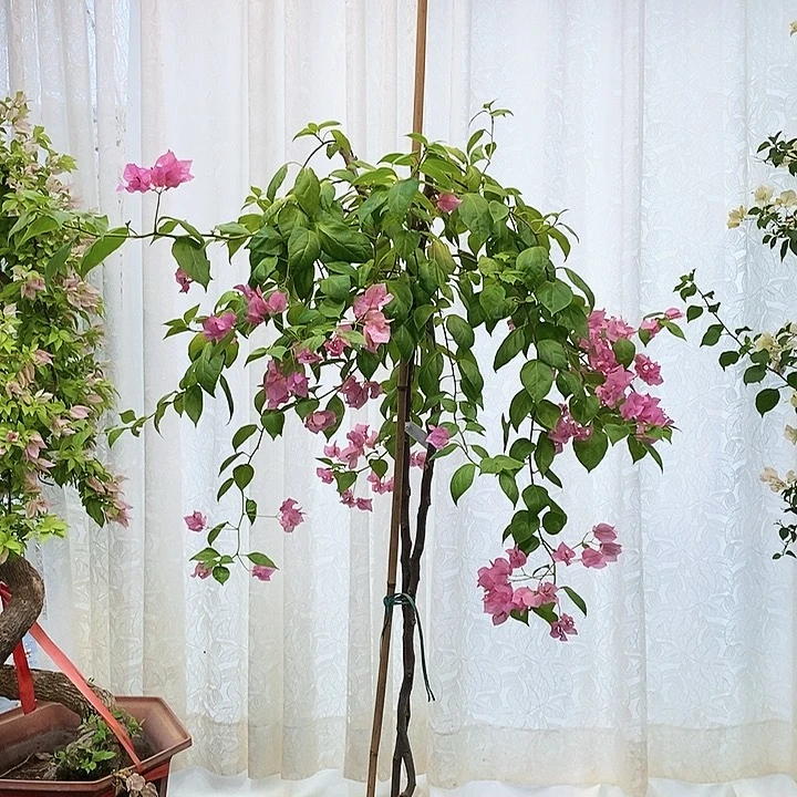 【闪购商品】6888澄粉掉花掉叶正常不属于售后