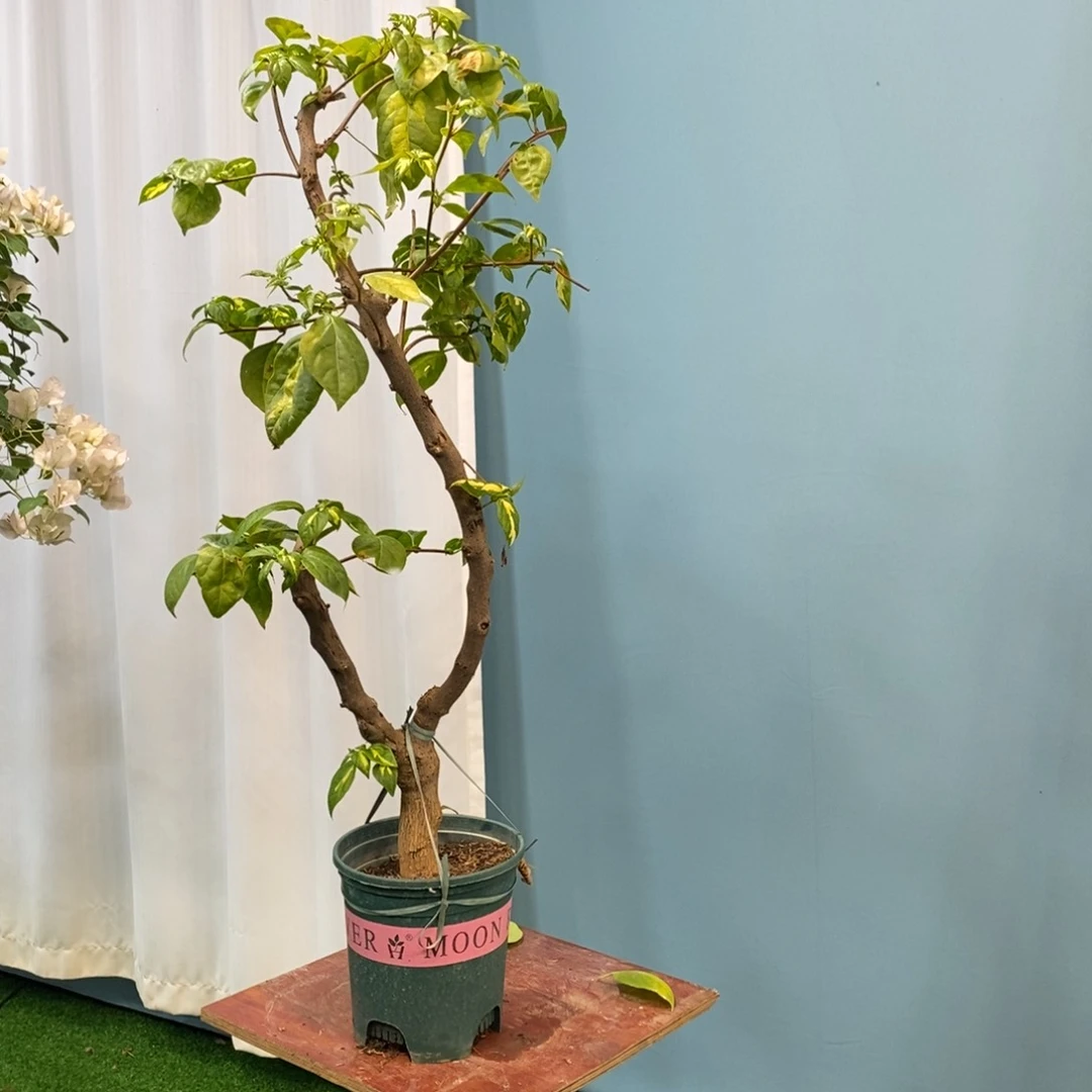 【闪购商品】花卉2227橙白纸箱原盆顺丰