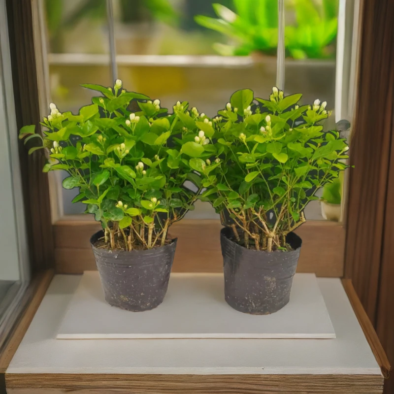 茉莉花4月-10月开花绿植阳台花卉重瓣茉莉花庭院盆栽阳台花卉盆栽
