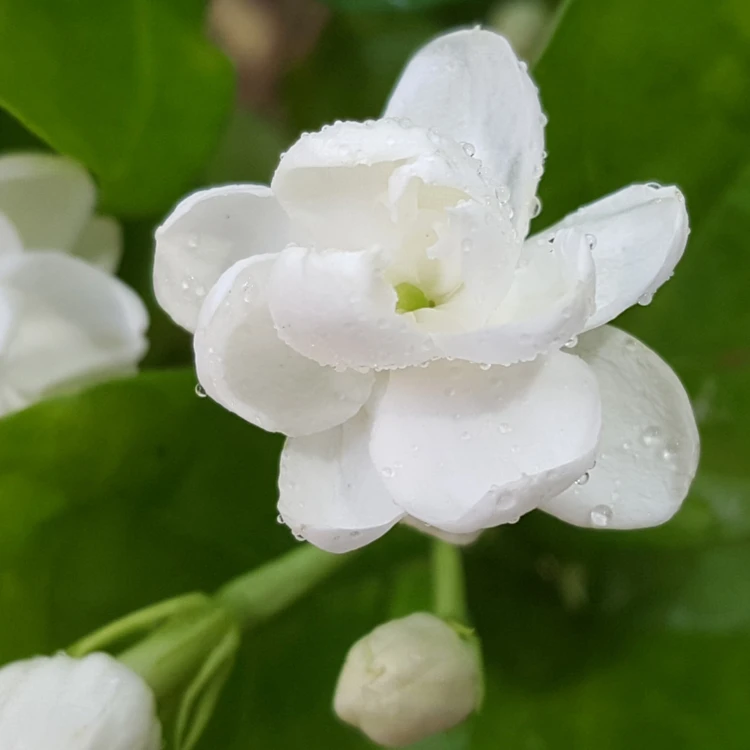 茉莉花盆栽室内直播卖花热卖横县重瓣香水茉莉清香阳台花卉盆栽