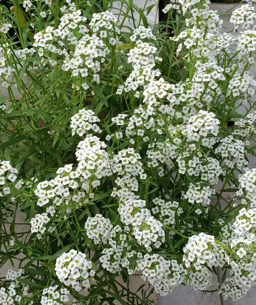 香水菊绿植盆栽景观
