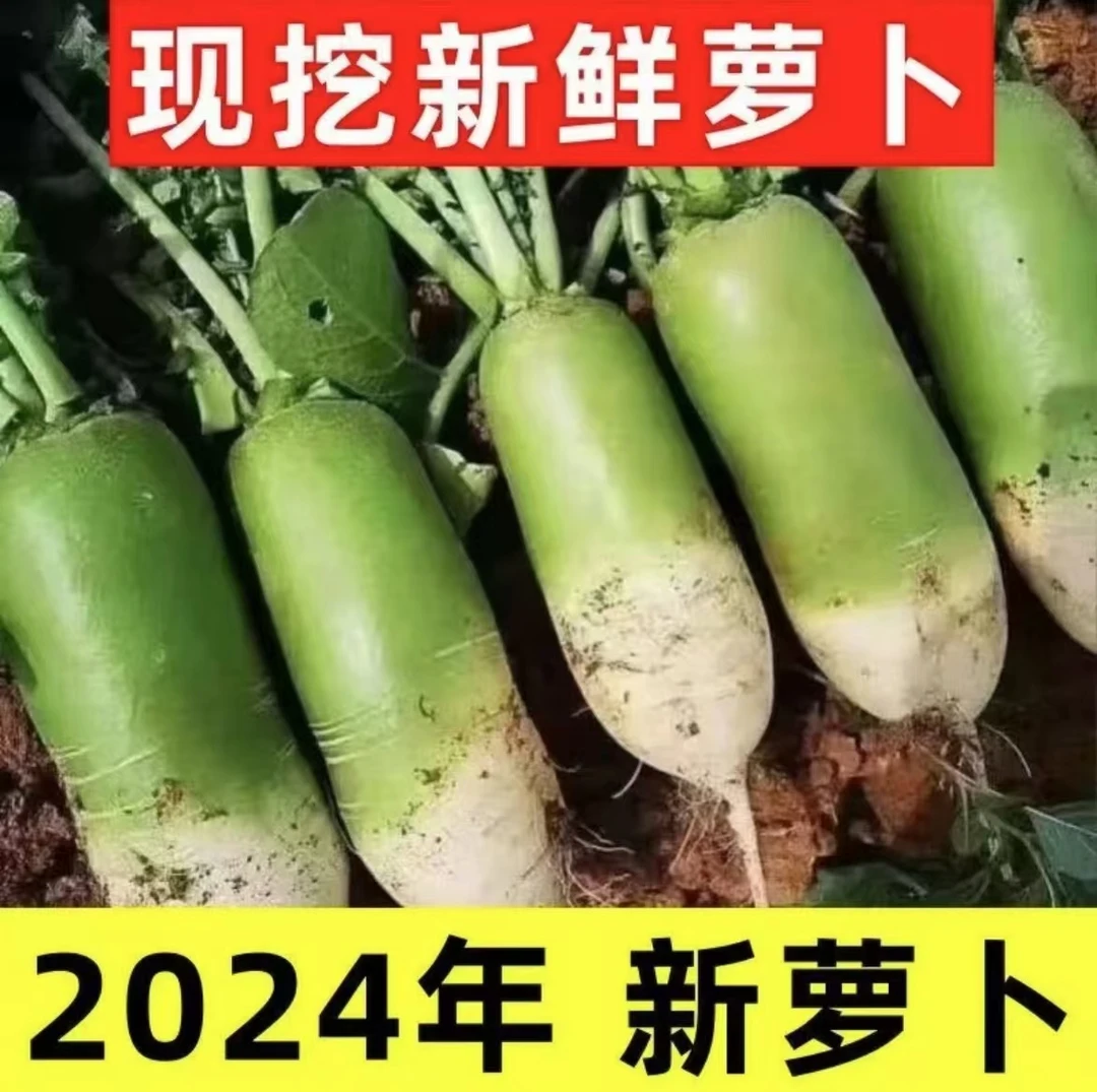 [邝书记补贴]新鲜现挖青萝卜农家自种大萝卜现挖现发青萝卜