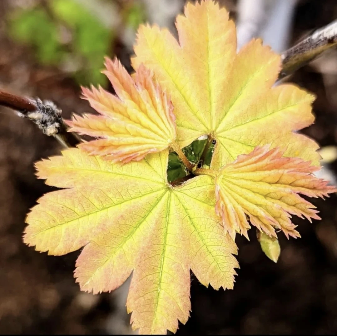 （进口枫树）一物一拍 庭院花园观叶红枫树 盆栽