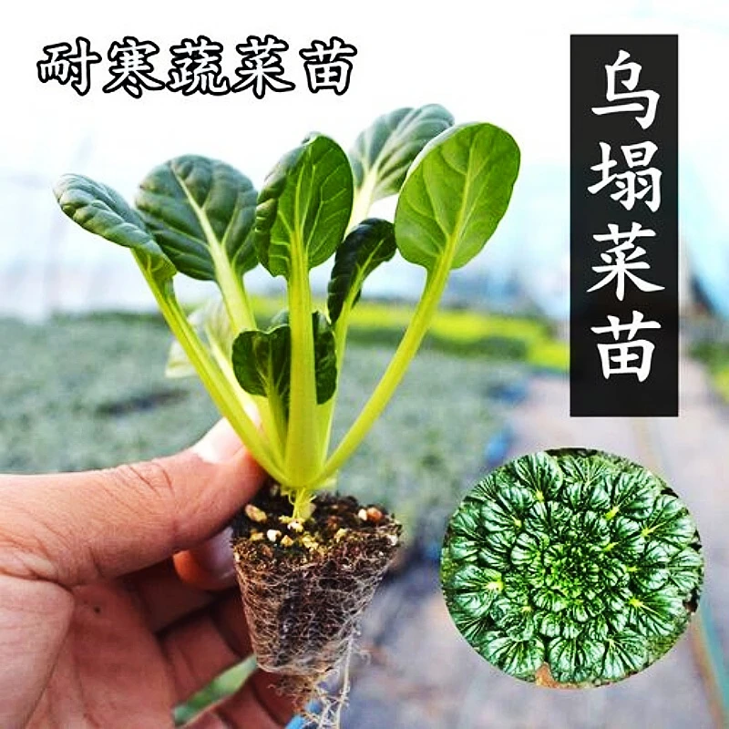 乌塌菜苗秧苗带土孔雀菜苗生菜种籽苗菊花菜四季盆栽秋冬季耐寒菜