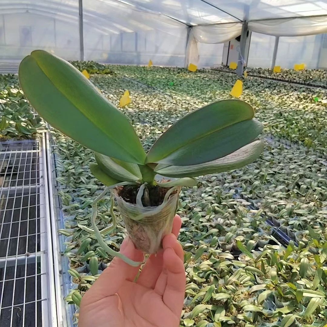 【大辣椒】蝴蝶兰1.7杯宝宝苗蝴蝶兰