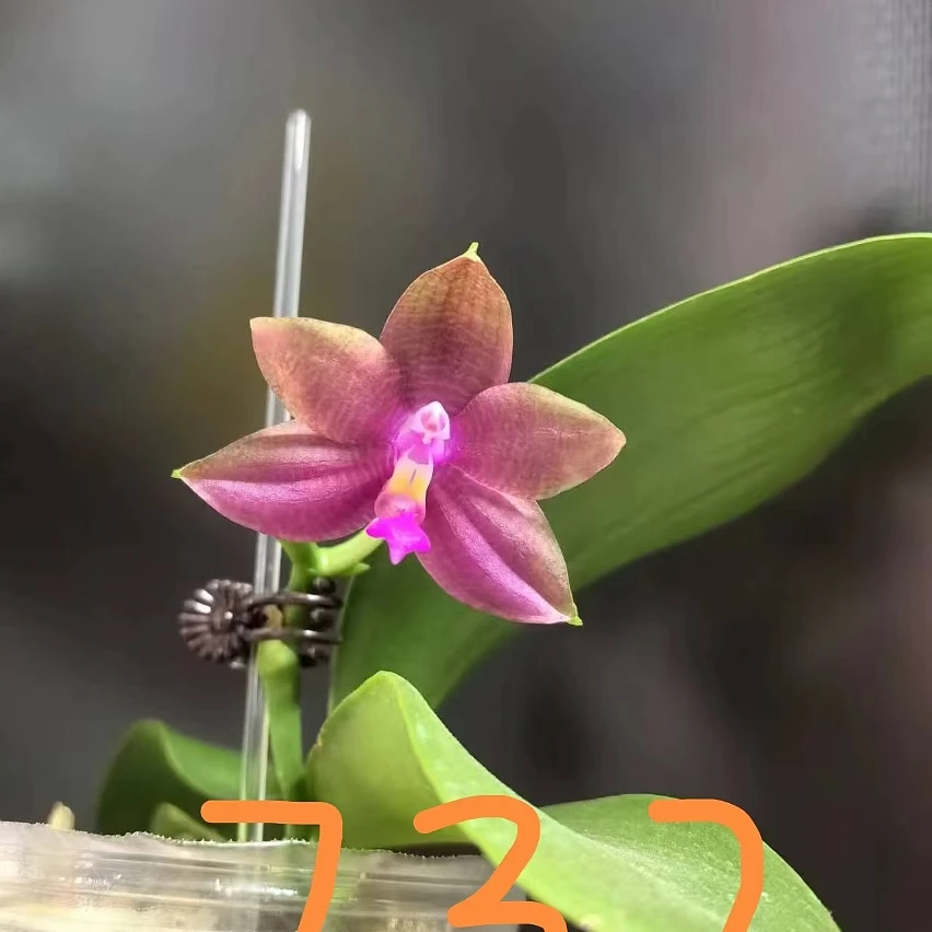【Y732】原生苗蝴蝶兰1.7寸杯苗