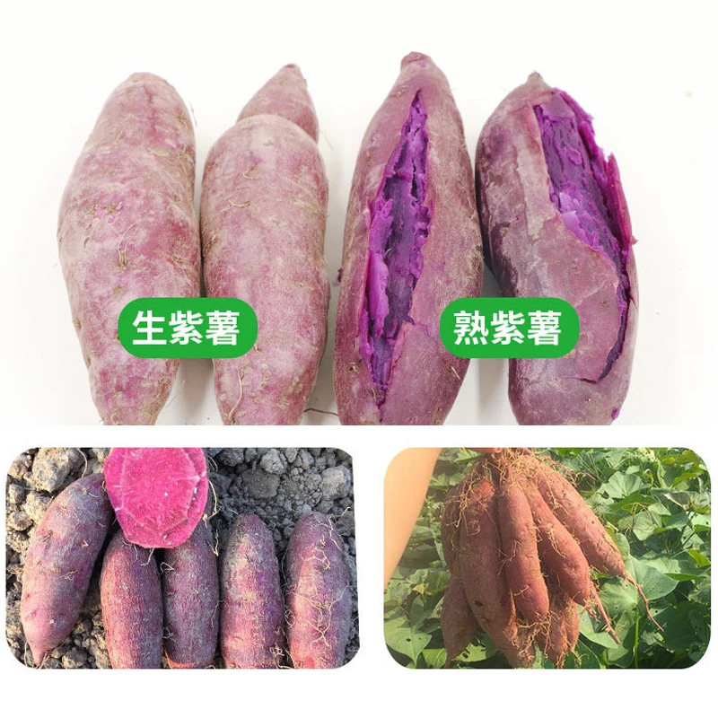 紫薯农家新鲜番薯地瓜农家蜜薯5斤板栗香红沙地薯糖心山芋山东