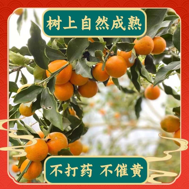 新鲜融安脆蜜金桔第三代脆蜜金柑无籽纯甜多汁软糯包邮