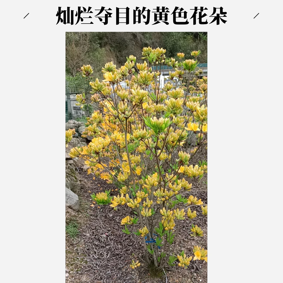 大别山黄色映山红，大小造型不一，拍单前请联系