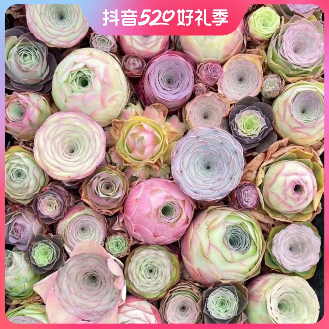 联盟精品山地玫瑰 混合小玫瑰套餐组合新手园艺花语培育经典系列