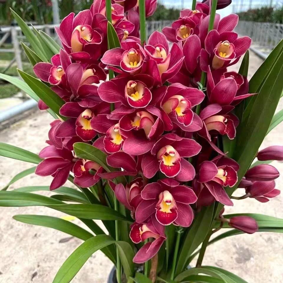 【红宝石】带花苞大花蕙兰年宵花精品室内办公室客厅好养花卉绿植