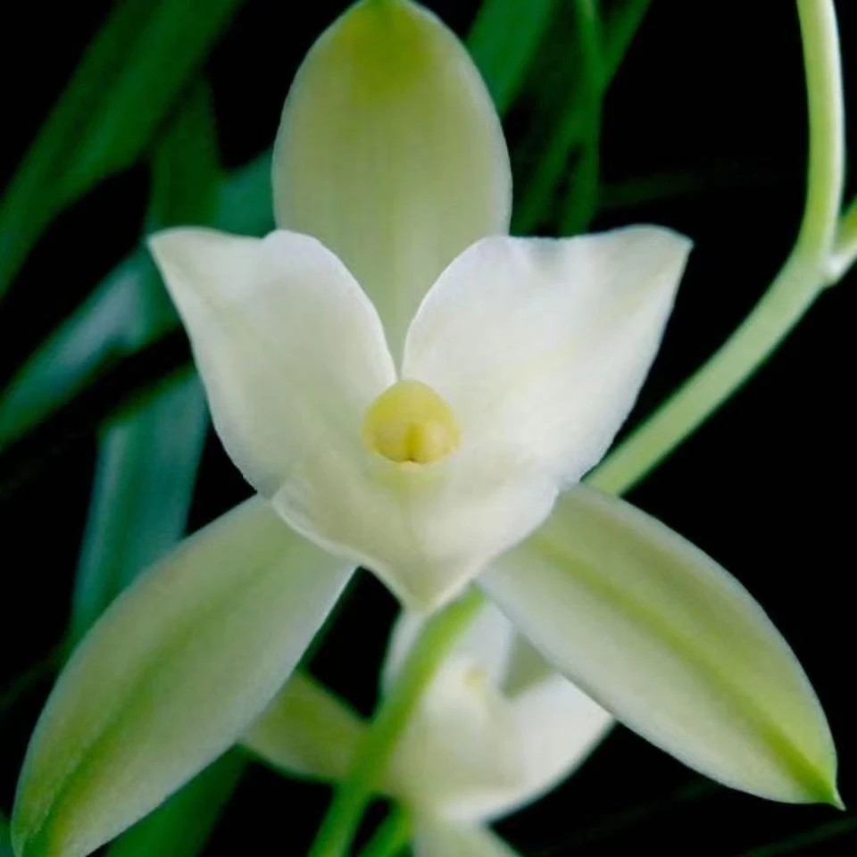 【七仙女】带花苞四季建兰开花浓香室内室外好养花卉绿植素心兰花