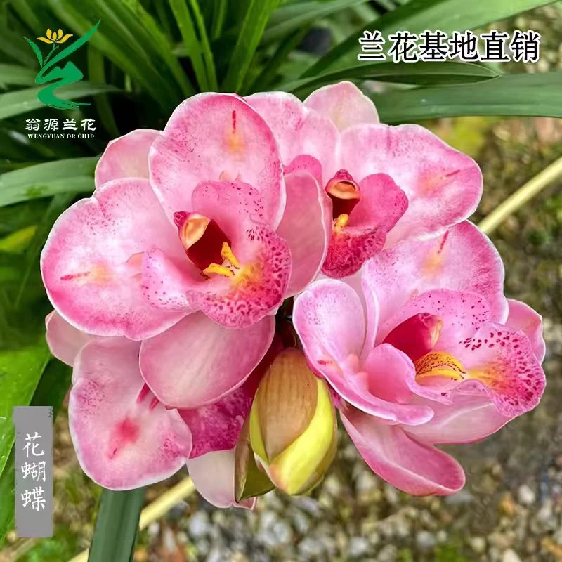 【花蝴蝶】开花超级香大花蕙兰名品室内室外室厅好养易活兰花花卉