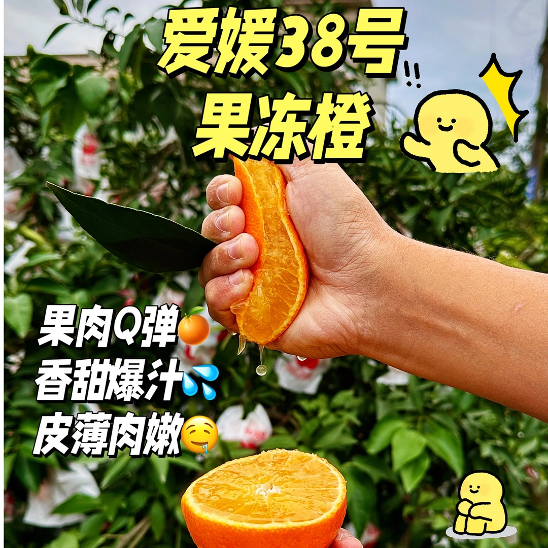 【零下低温专拍】四川眉山爱媛38号果冻橙4斤/7斤/8斤 保温箱发货