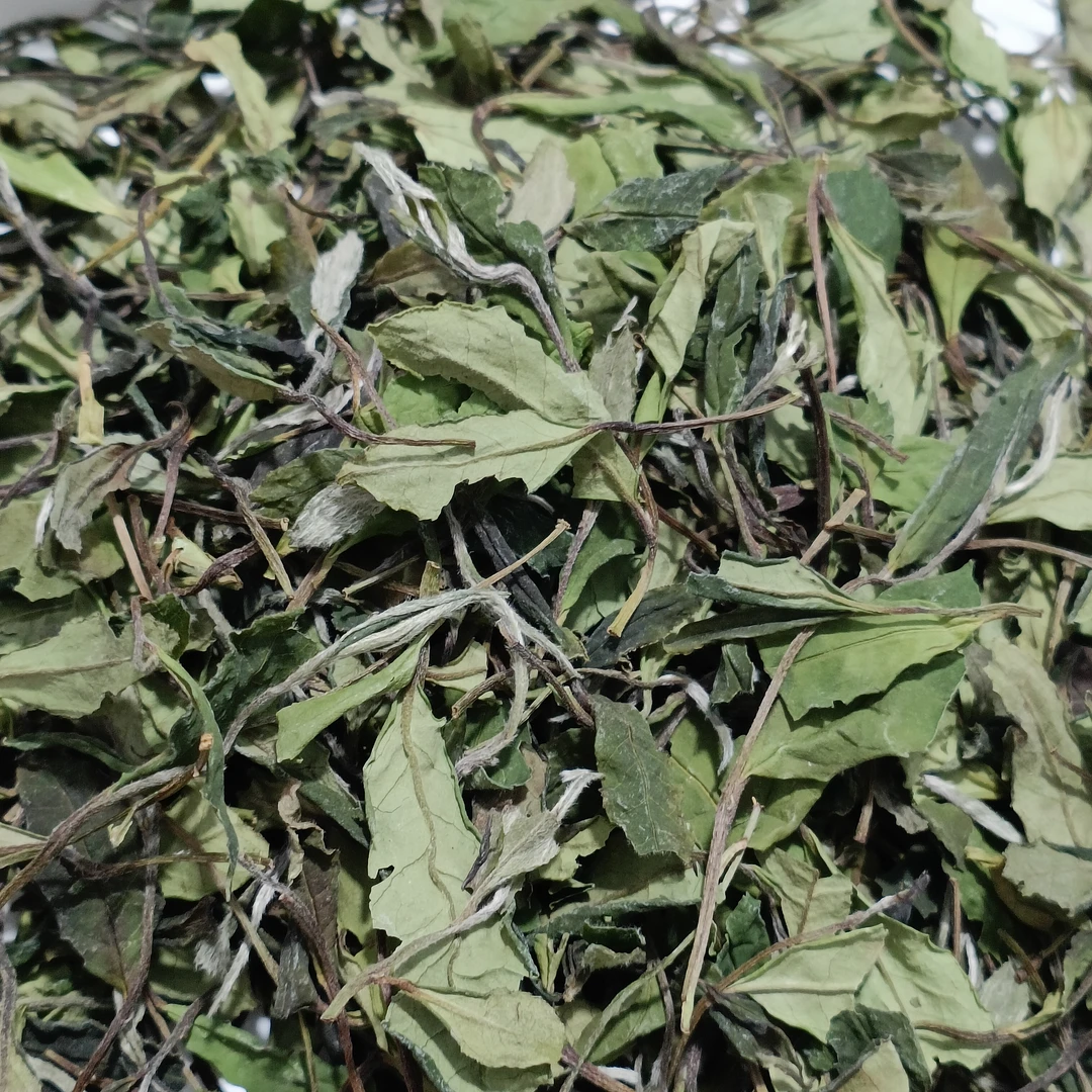 野生小菜茶贡眉2022年福鼎管阳核心产区高山白茶