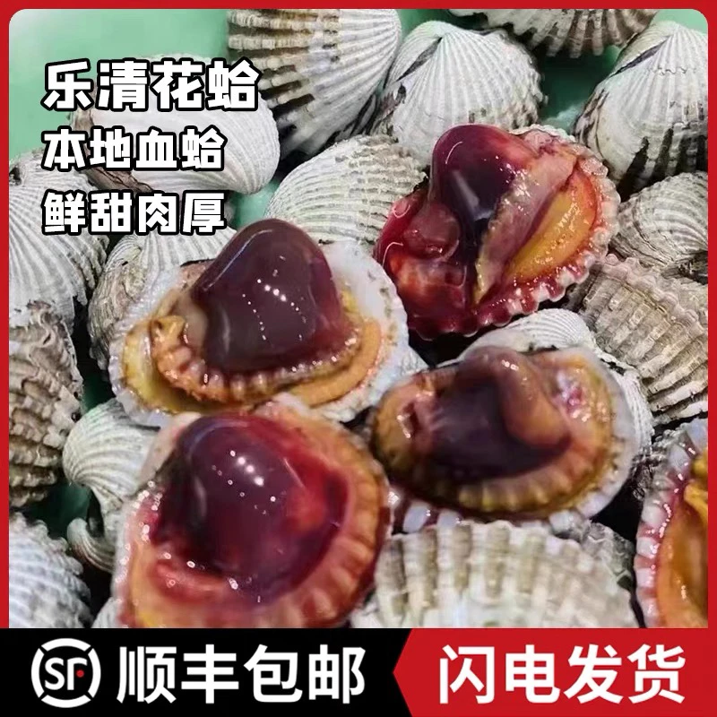 【当天捕捞】花蛤血蛤温州乐清本地活蛤血蛤500克顺丰包邮直发