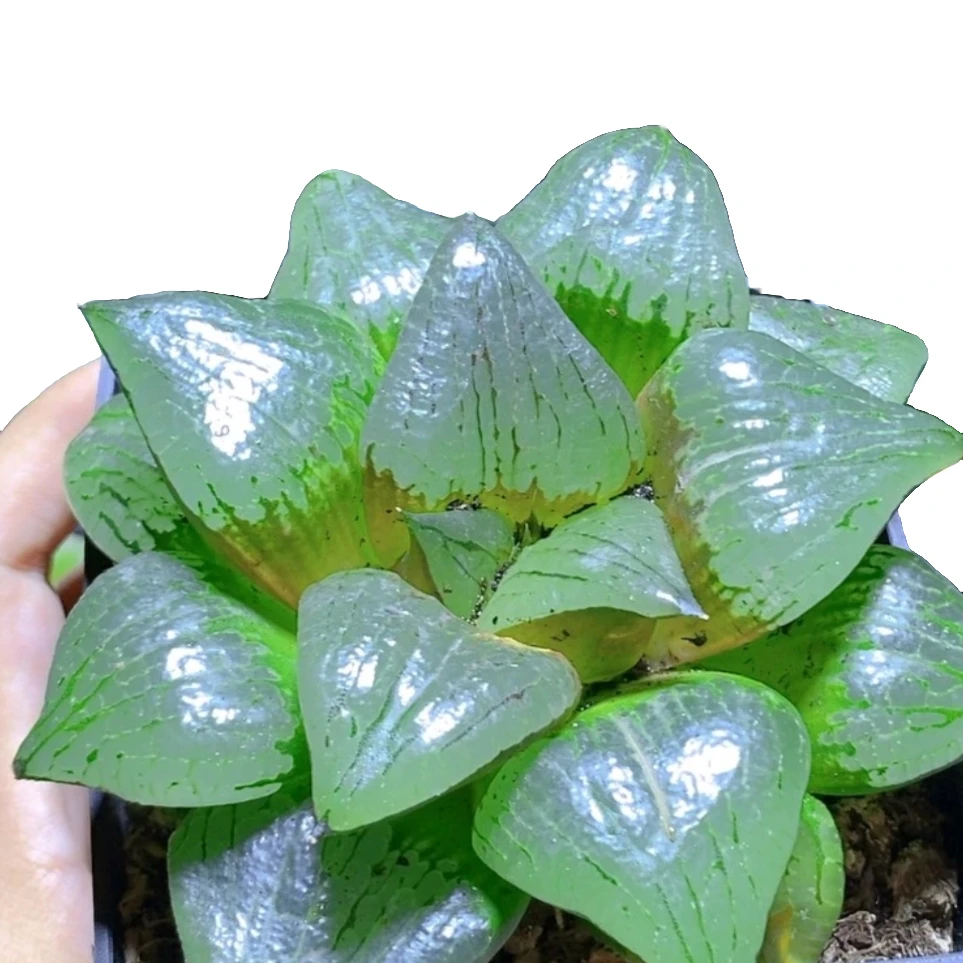 【一物一拍】母本阿寒湖罕见稀有精品玉露多肉植物基地直播室内盆栽