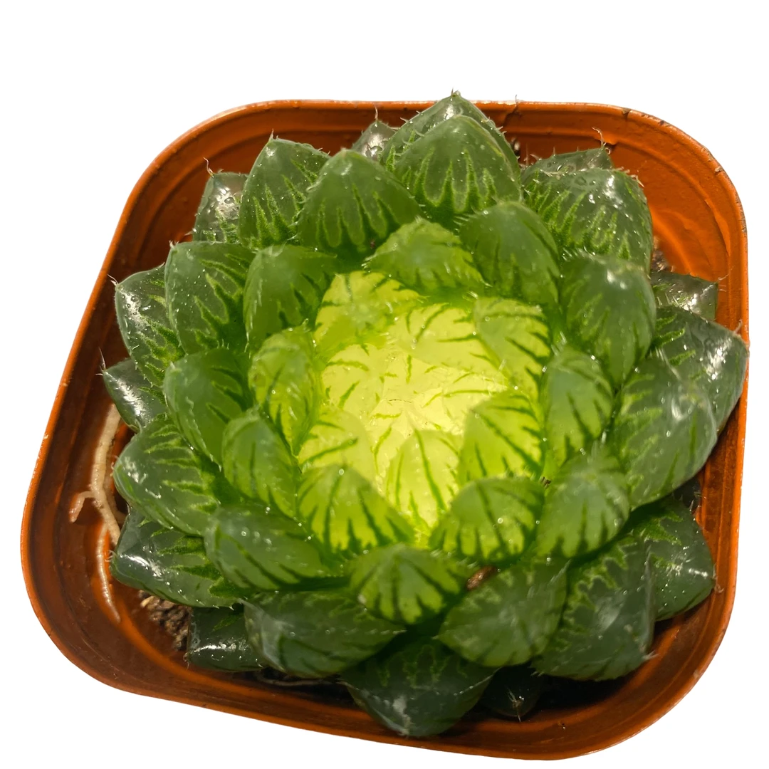 白莲花玉露多肉植物翠云锦阳台绿植盆栽防辐射蝉翼玉露多肉植物