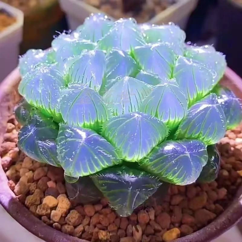 玉露多肉植物盆栽属鸡旺财组合姬玉露草玉露水晶玉露室内养殖易活