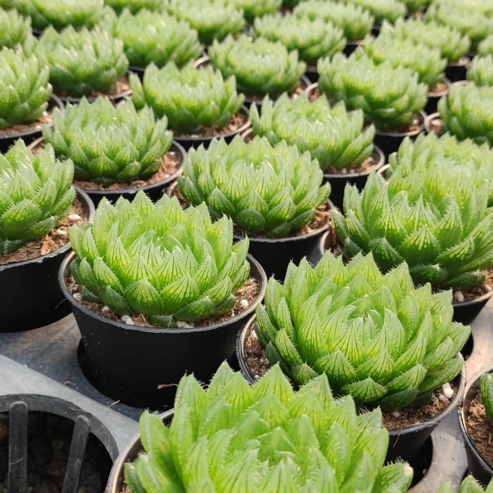 多肉植物十二卷玉露樱水晶4到8公分都有冰灯