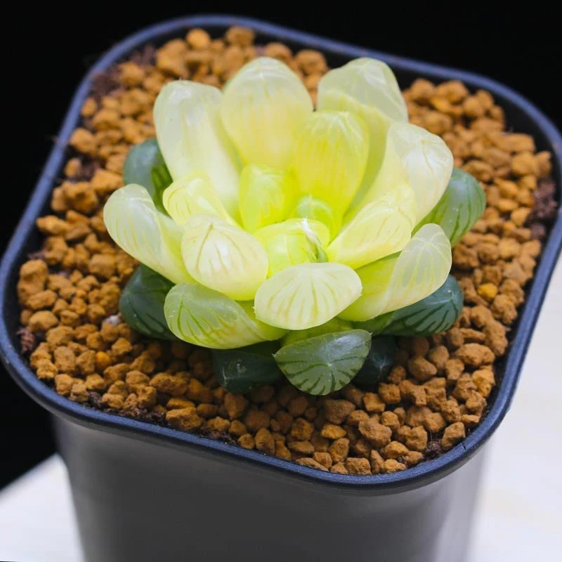 正版琥珀玉露桌面多肉植物翡翠玉露十二卷玉露室内盆栽花卉绿植
