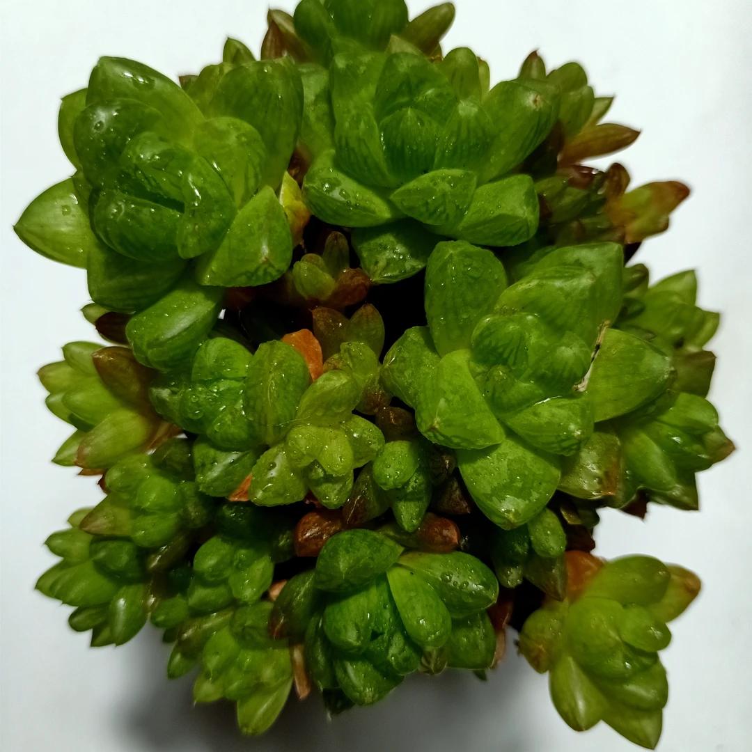 水晶玉露群罕见稀有精品多肉植物批发基地直播室内花卉绿植盆栽