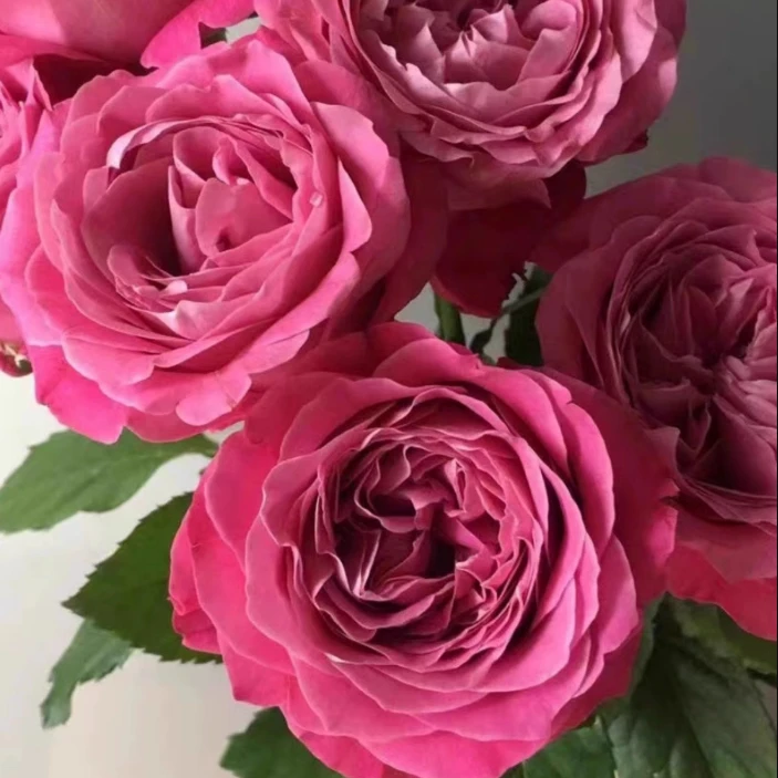 超新品 调香师 【长相思】月季 浓香大花切花月季稀有复色玫瑰苗