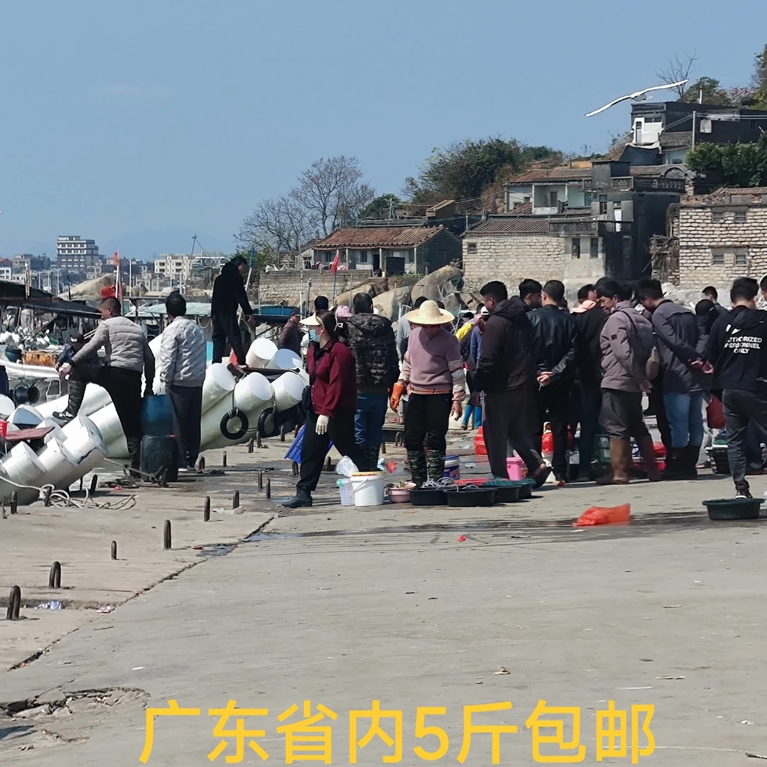 码头直播现场1临时链接鱼货混搭套餐