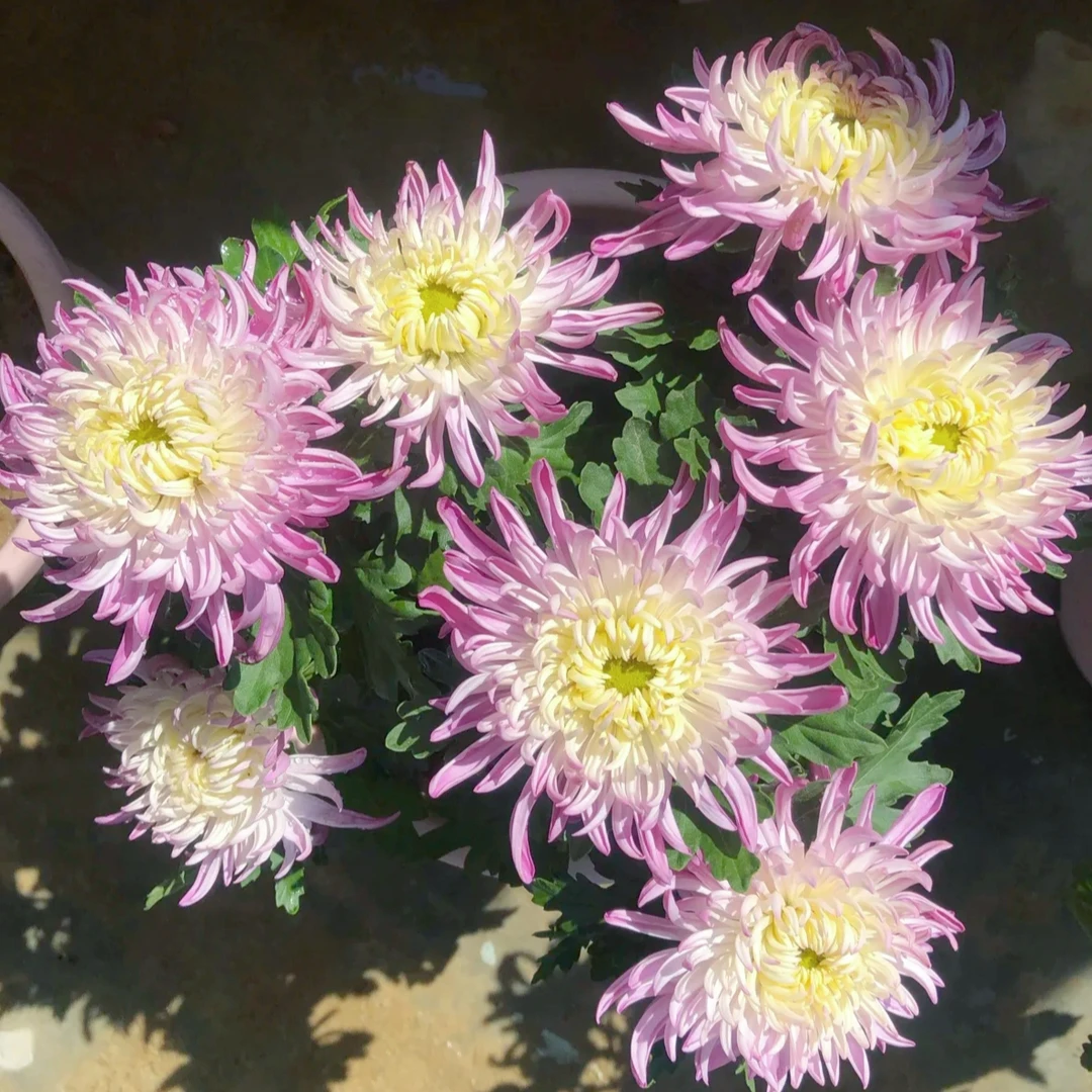 【陶然醉】菊花盆栽原盆原土带花苞发货耐寒好养多年开花大花型