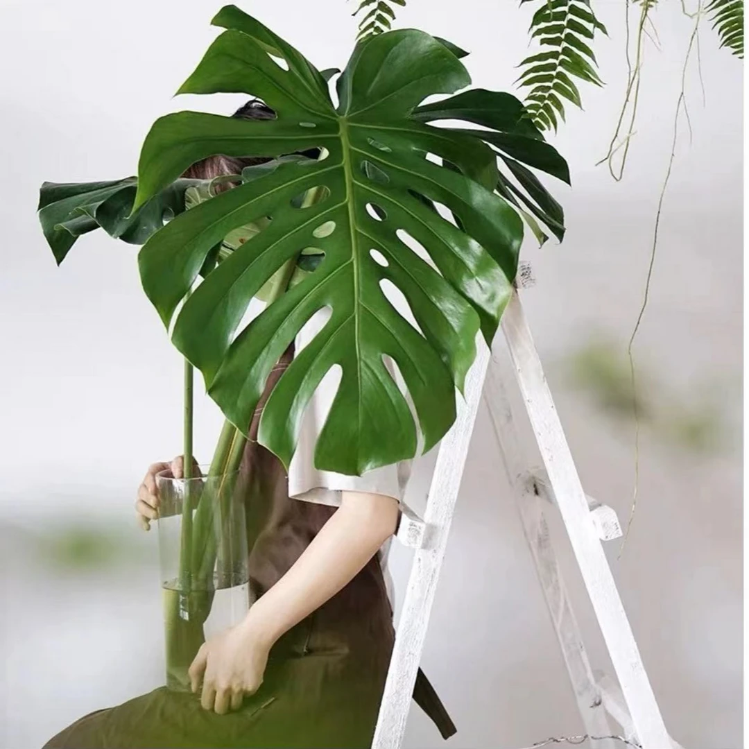 (40-50cm)巨叶老桩龟背竹土水培盆栽大叶除甲醛厅室内绿植好看好