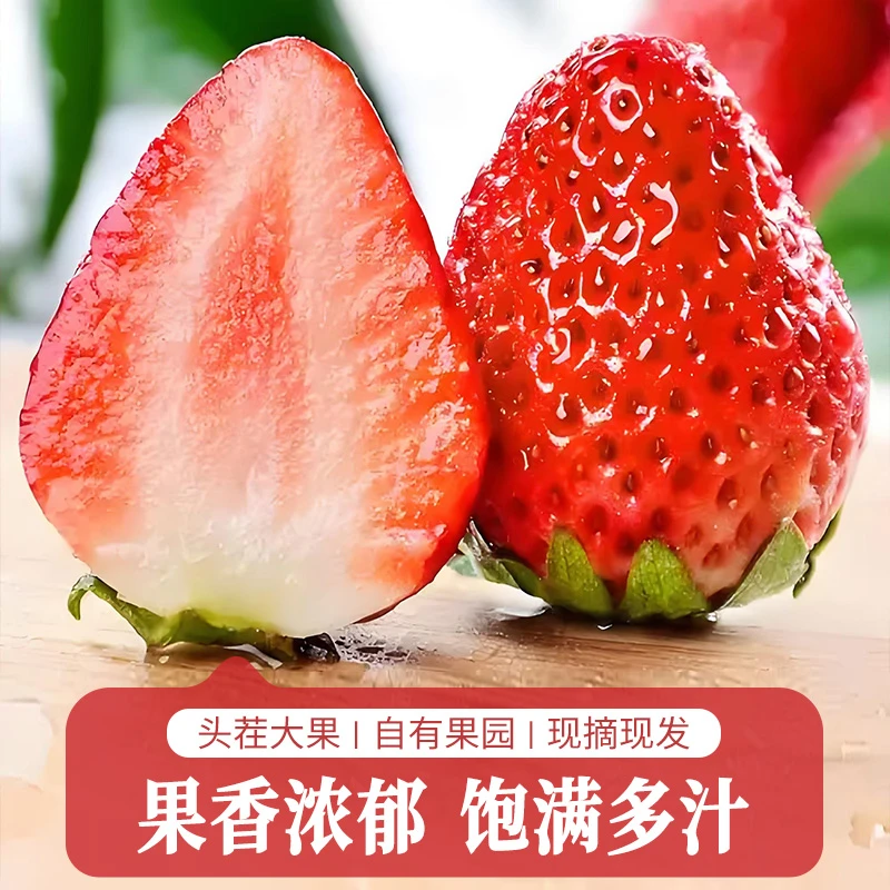 丹东草莓摘先发正宗丹东马家岗99草莓汁水浓郁顺丰包邮