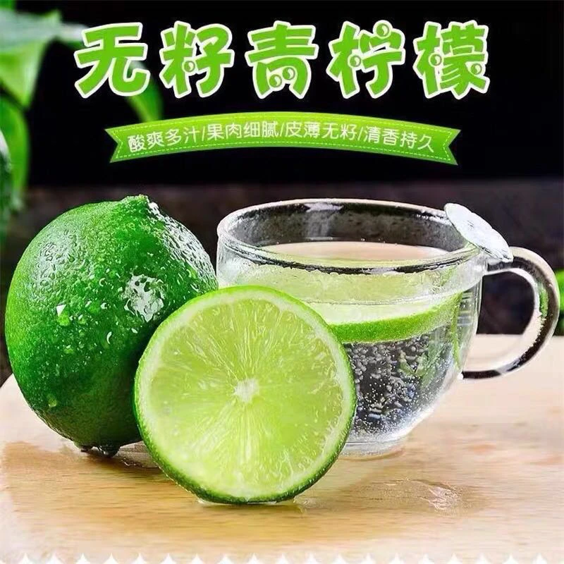果木岛 塔西缇无籽柠檬树苗南北方庭院地栽青柠檬树果苗阳台盆栽