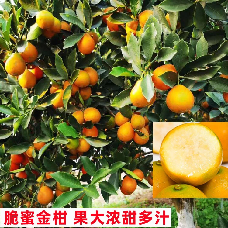 脆皮滑皮金桔皮薄纯甜  四季金桔树苗可盆栽地栽 原土带叶发货