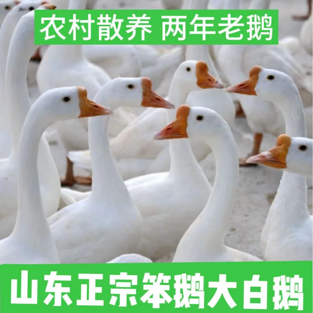 农村水库散养五谷喂养2年老鹅大笨鹅现宰大白鹅