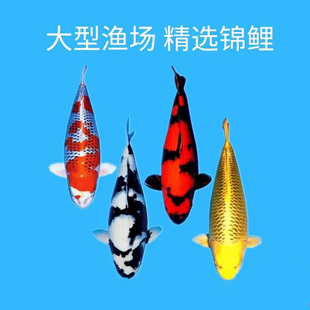 ❷精品锦鲤 直播间一物一拍 中拍后截图 以实物为准