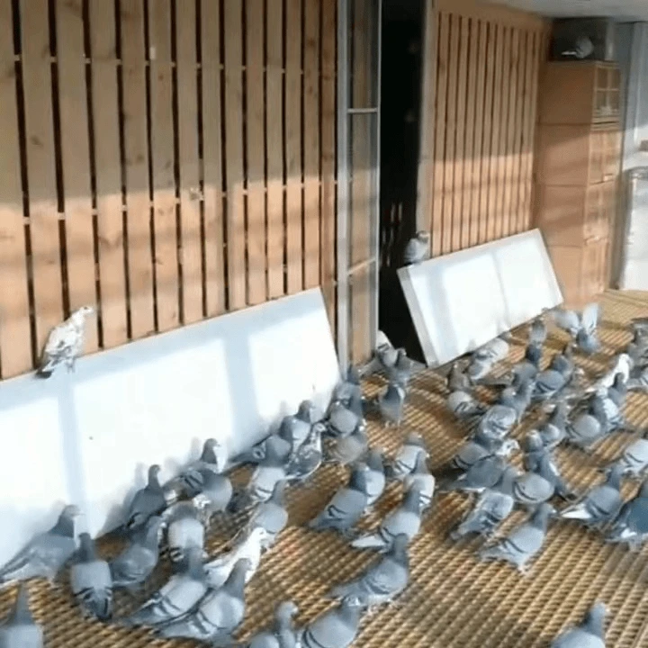 鸽子【毕支书推荐】四川资阳农村散养鸽子五谷杂粮喂养