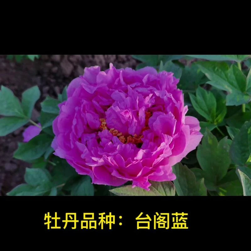 【台阁蓝】菏泽正宗粉蓝色牡丹花苗 阳台盆栽绿植 庭院木本花卉