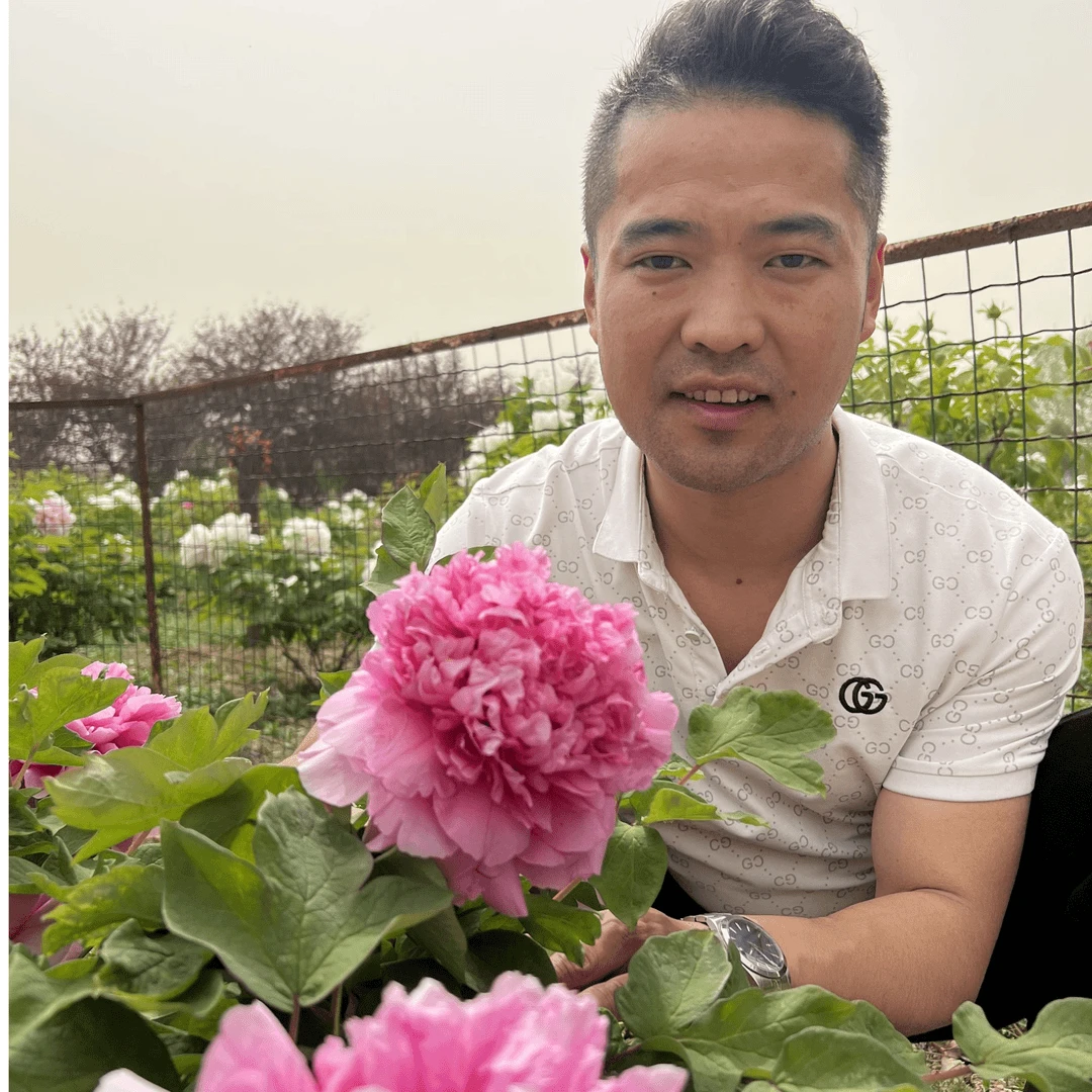【菏泽牡丹园】彩绘粉色系精品牡丹对版发货 先发肥料 后发牡丹苗